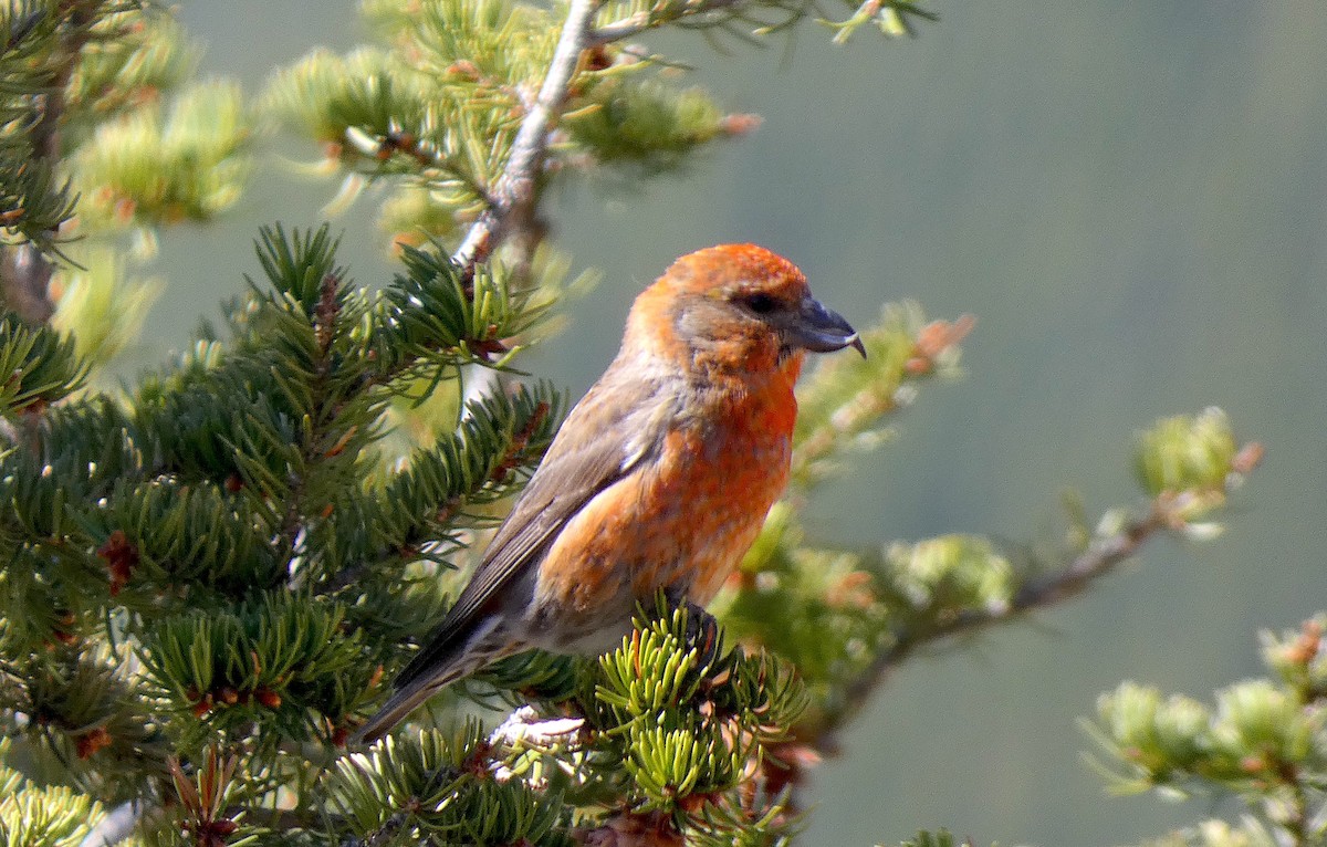 Red Crossbill - ML619263281