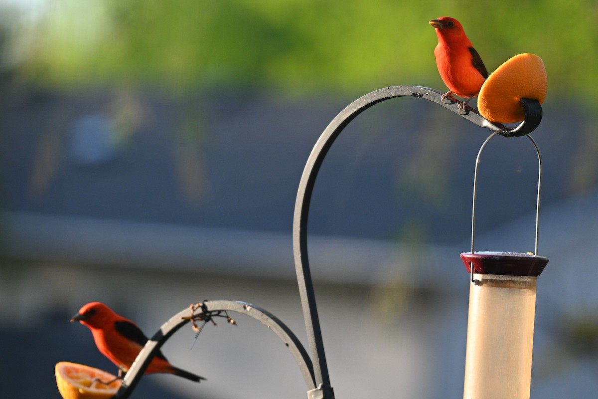 Scarlet Tanager - ML619263307