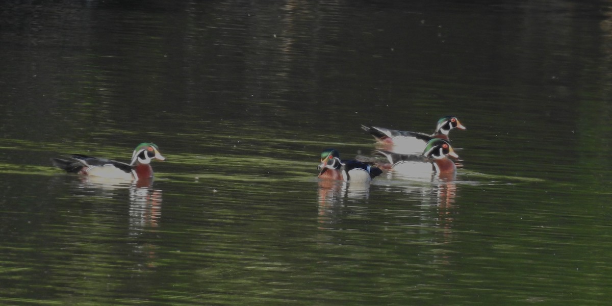 Wood Duck - Elke Davis