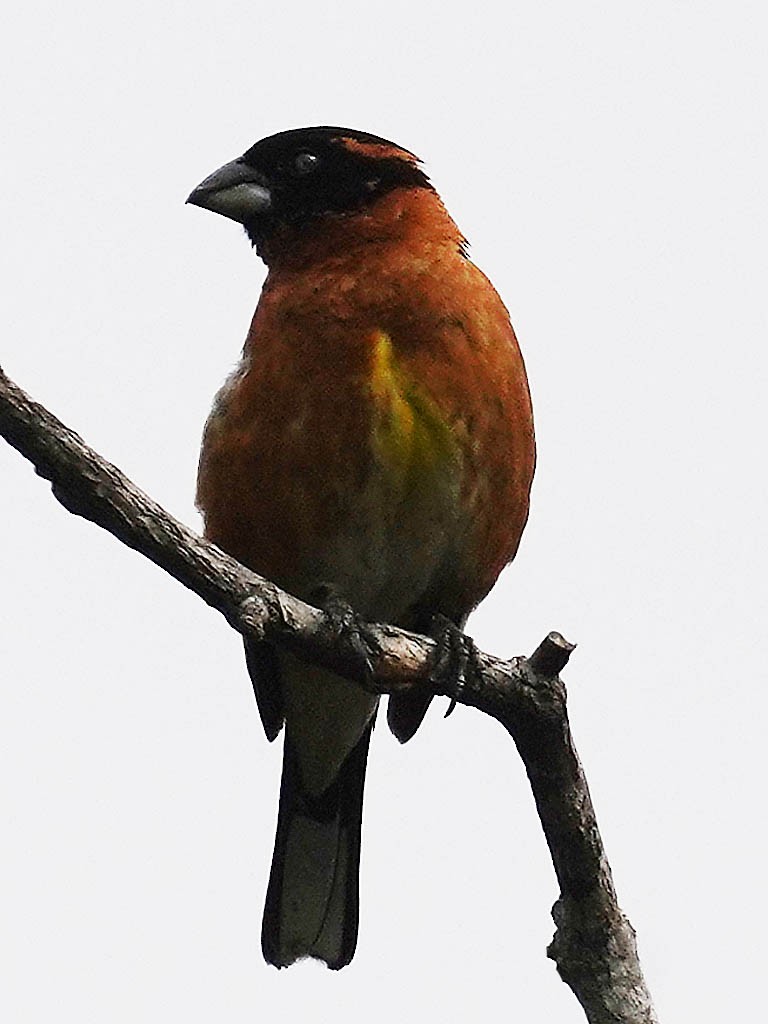 Black-headed Grosbeak - Tom Haglund