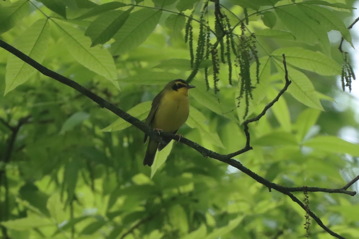 Kentucky Warbler - ML619263322