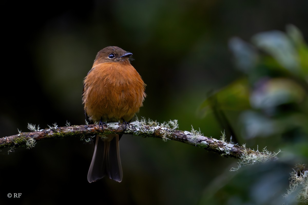 Cinnamon Flycatcher (Andean) - Roxie Fu