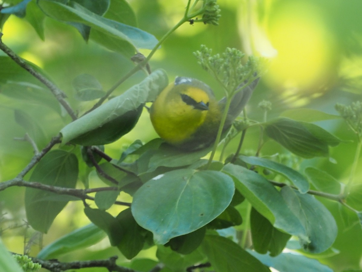 Blue-winged Warbler - ML619263331