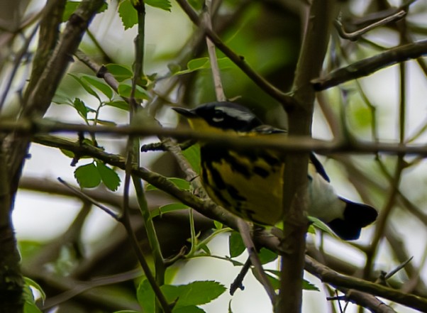 Magnolia Warbler - Carmen Gumina