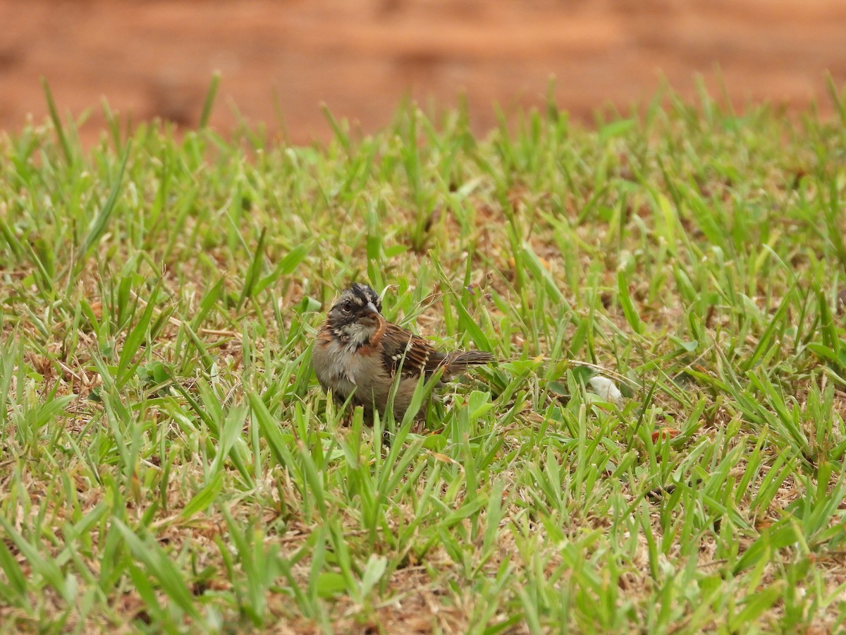 Rufous-collared Sparrow - ML619263345