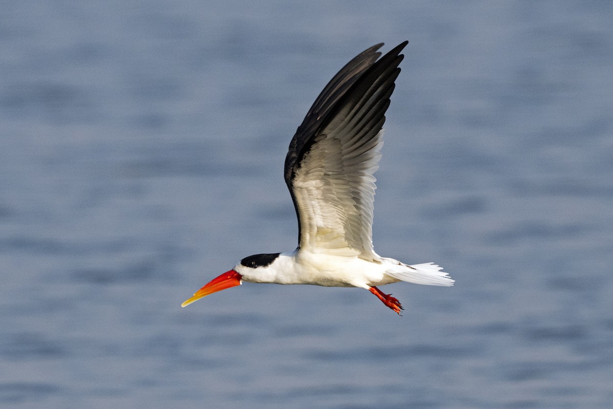 Indian Skimmer - ML619263353