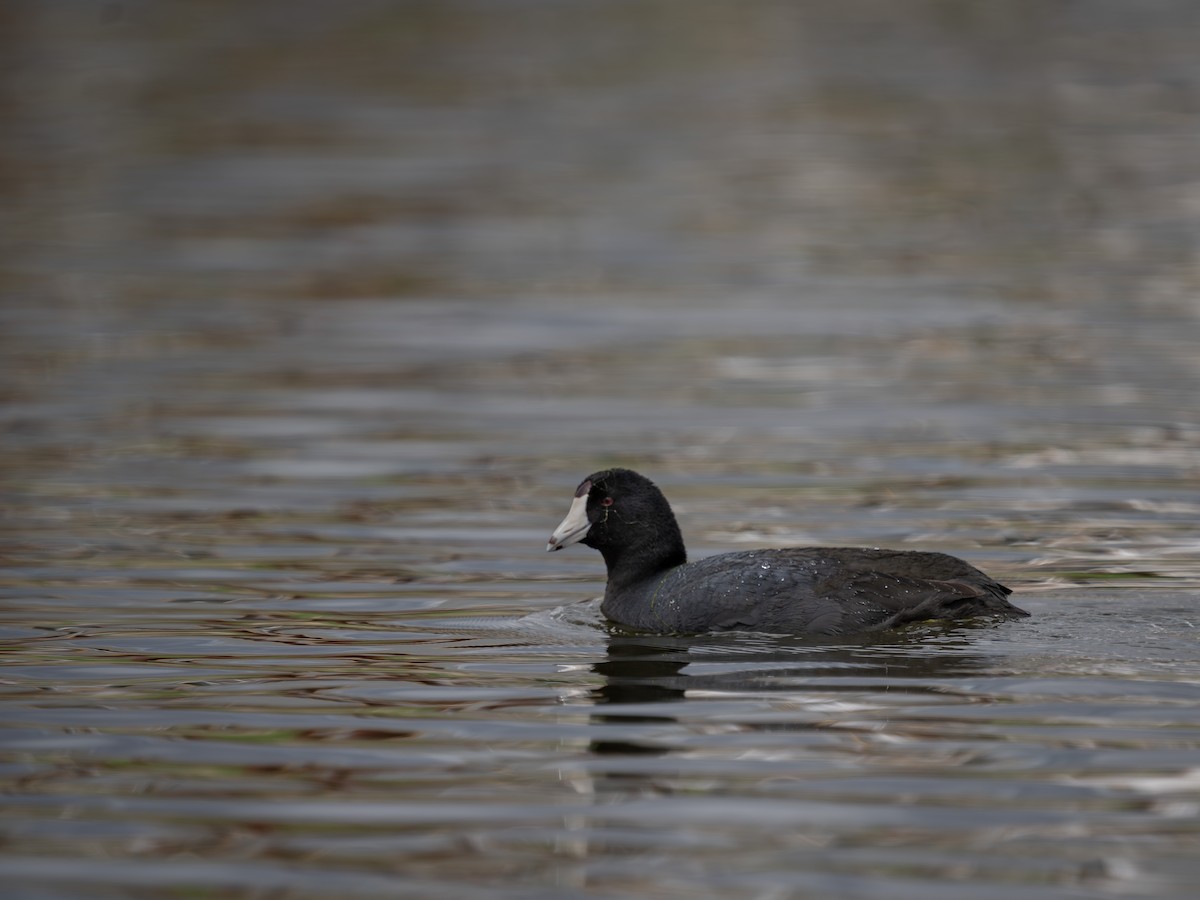 American Coot - ML619263379