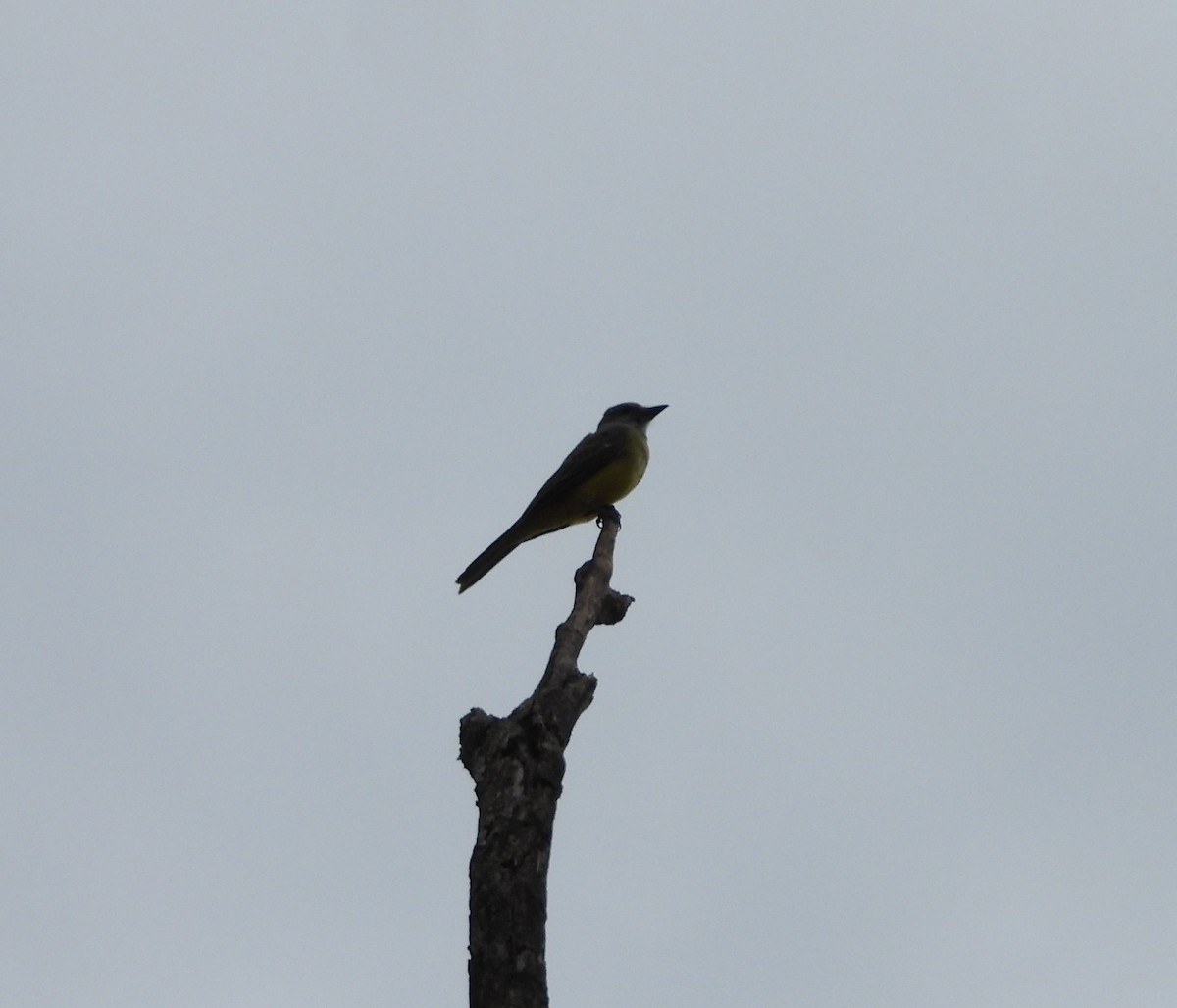 Tropical Kingbird - ML619263410