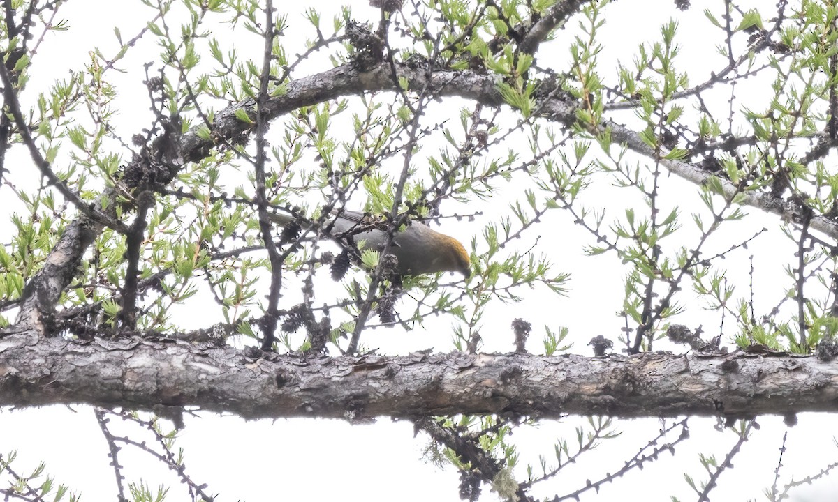 Pine Grosbeak (Rocky Mts.) - Paul Fenwick