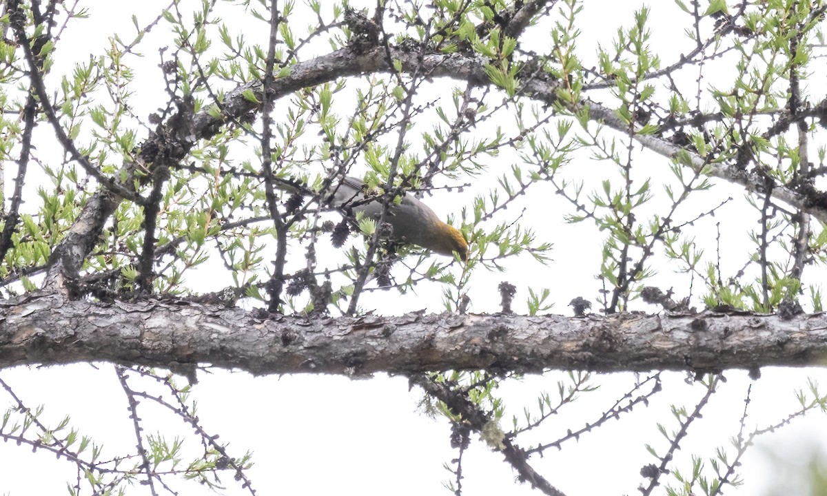 Pine Grosbeak (Rocky Mts.) - Paul Fenwick