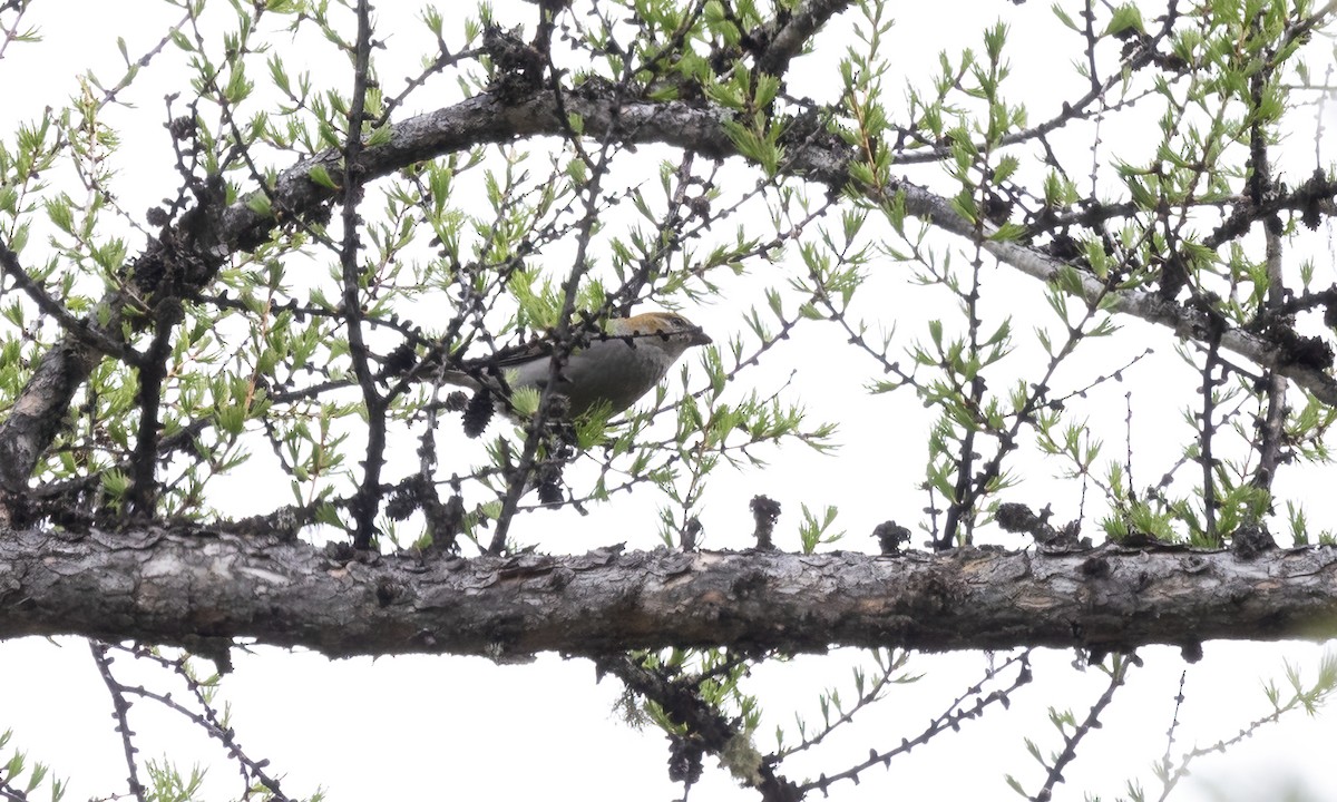 Pine Grosbeak (Rocky Mts.) - Paul Fenwick