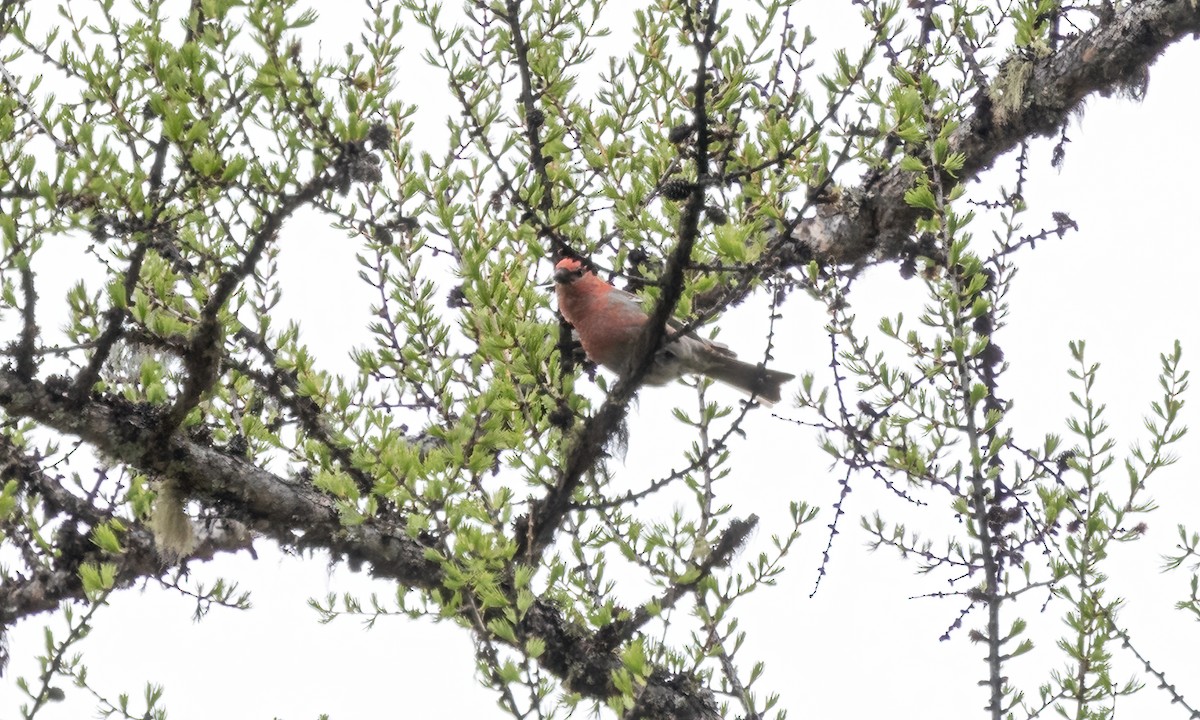 Pine Grosbeak (Rocky Mts.) - Paul Fenwick