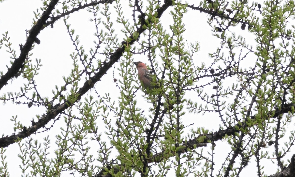 Pine Grosbeak (Rocky Mts.) - Paul Fenwick