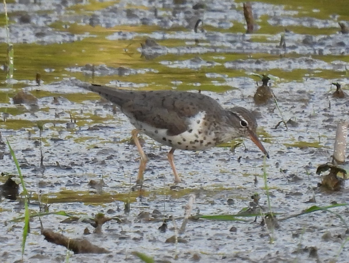 Spotted Sandpiper - Laura Griffin