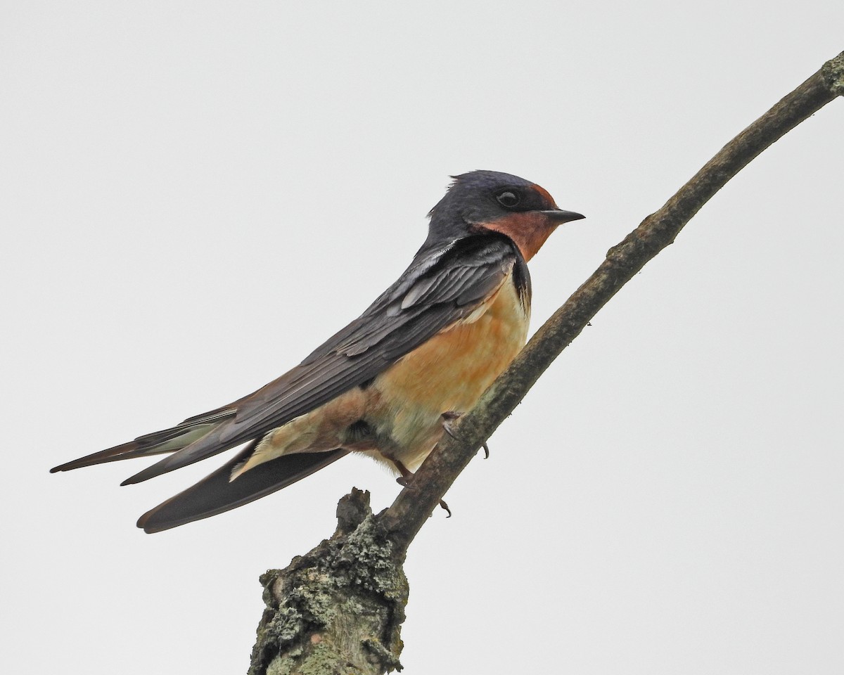 Barn Swallow - Aubrey Merrill