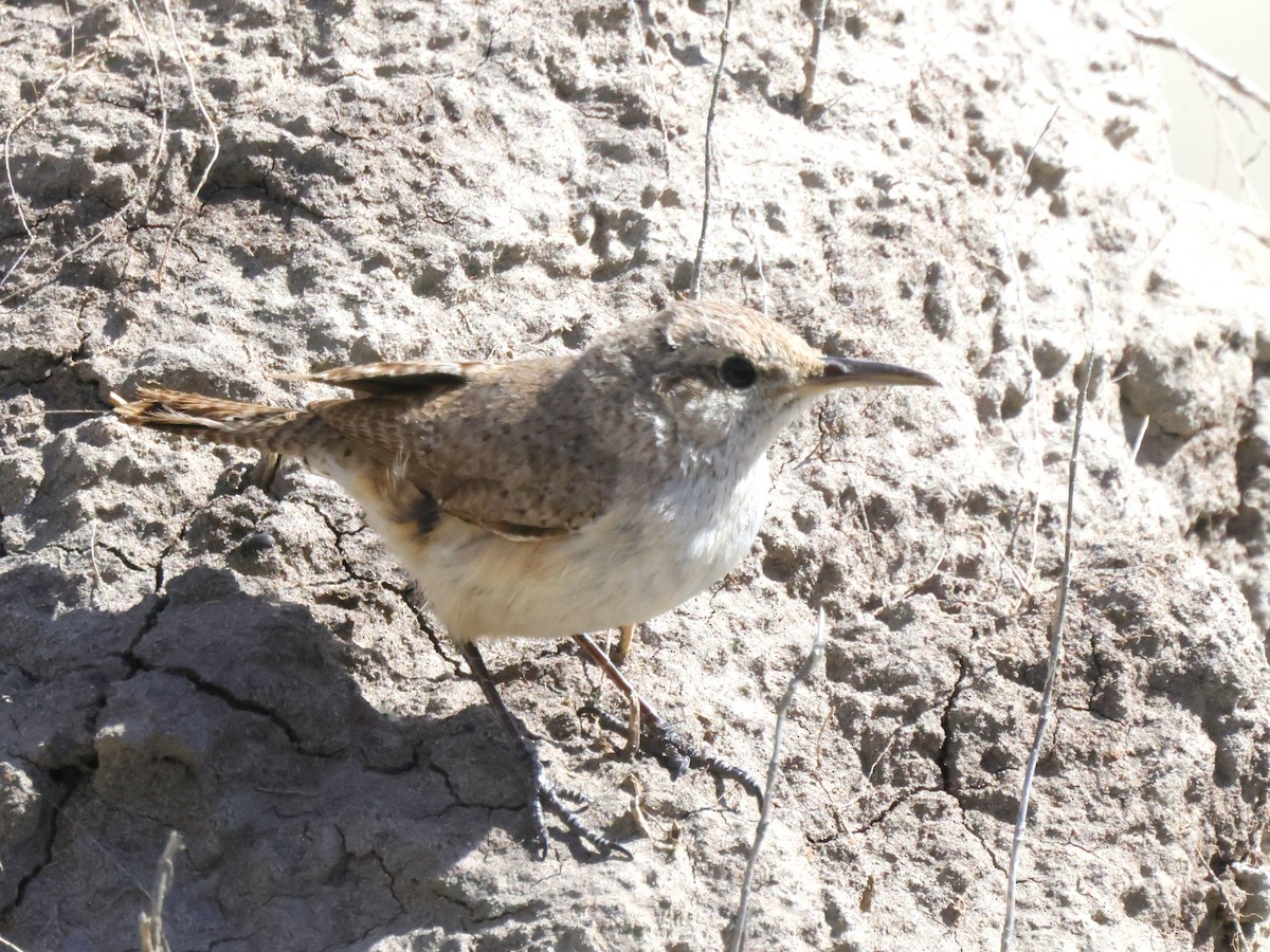 Rock Wren - Scott Ray