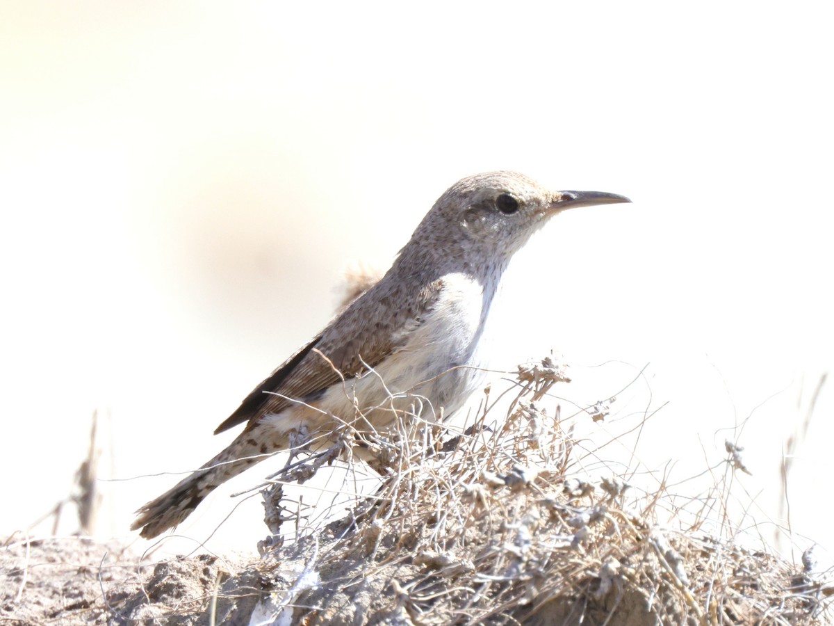 Rock Wren - Scott Ray