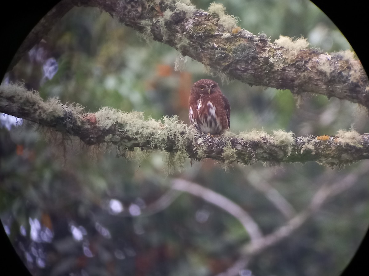 Costa Rican Pygmy-Owl - Domiciano Alveo - www.whitehawkbirding.com