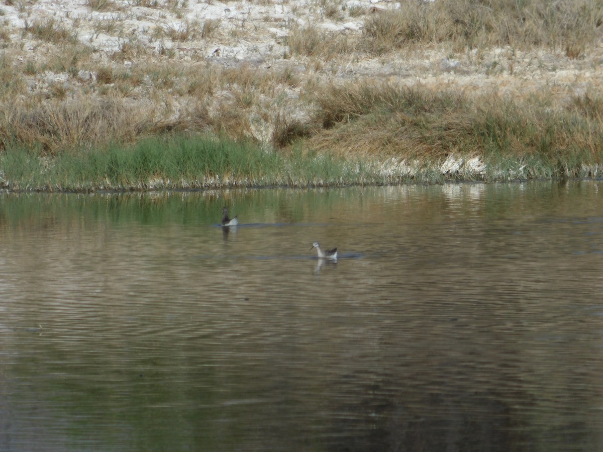 Wilson's Phalarope - Josh Emms