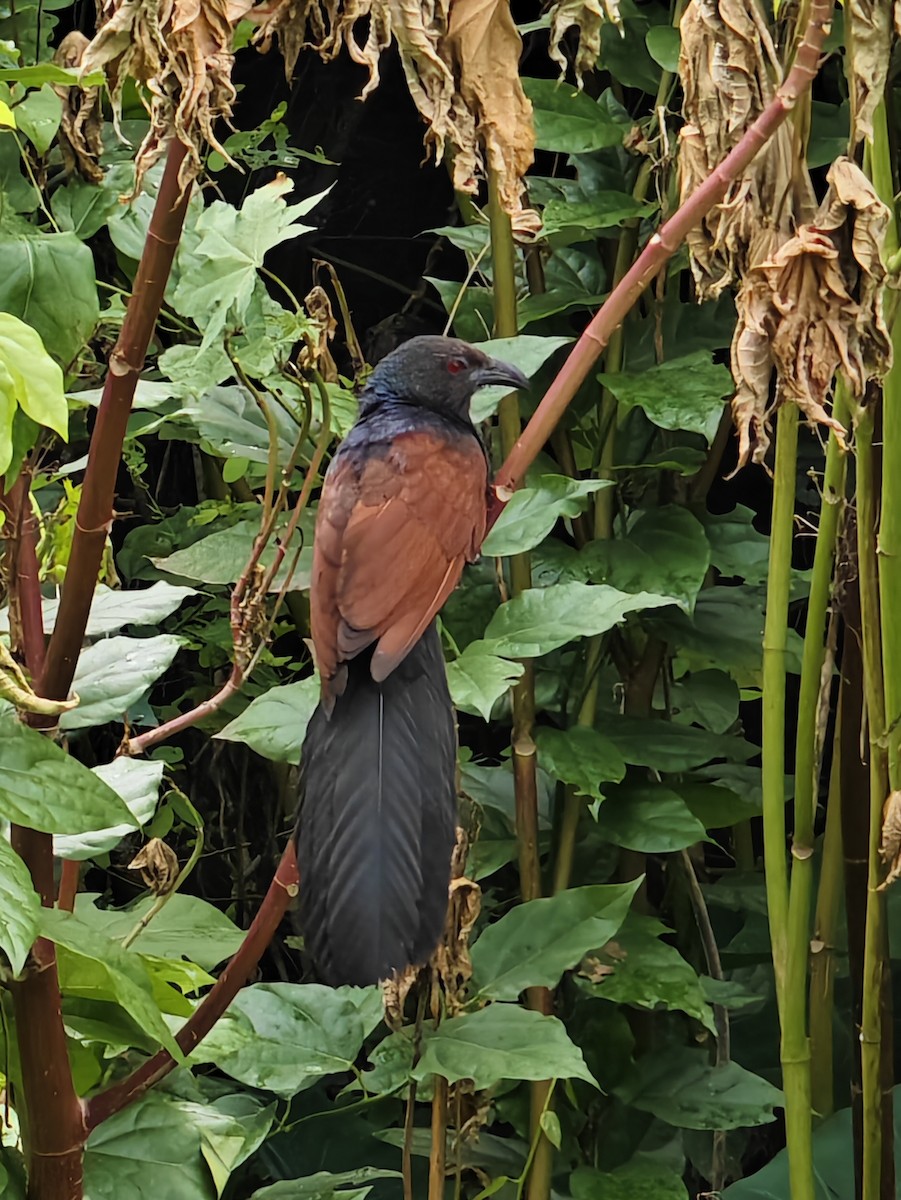 Greater Coucal - Souvik Roychoudhury