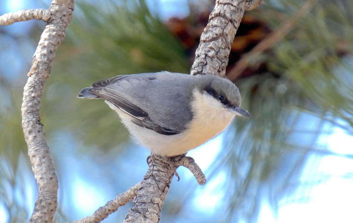 Pygmy Nuthatch - Meredith Cohen