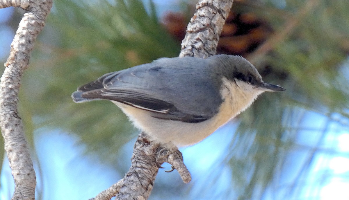 Pygmy Nuthatch - Meredith Cohen