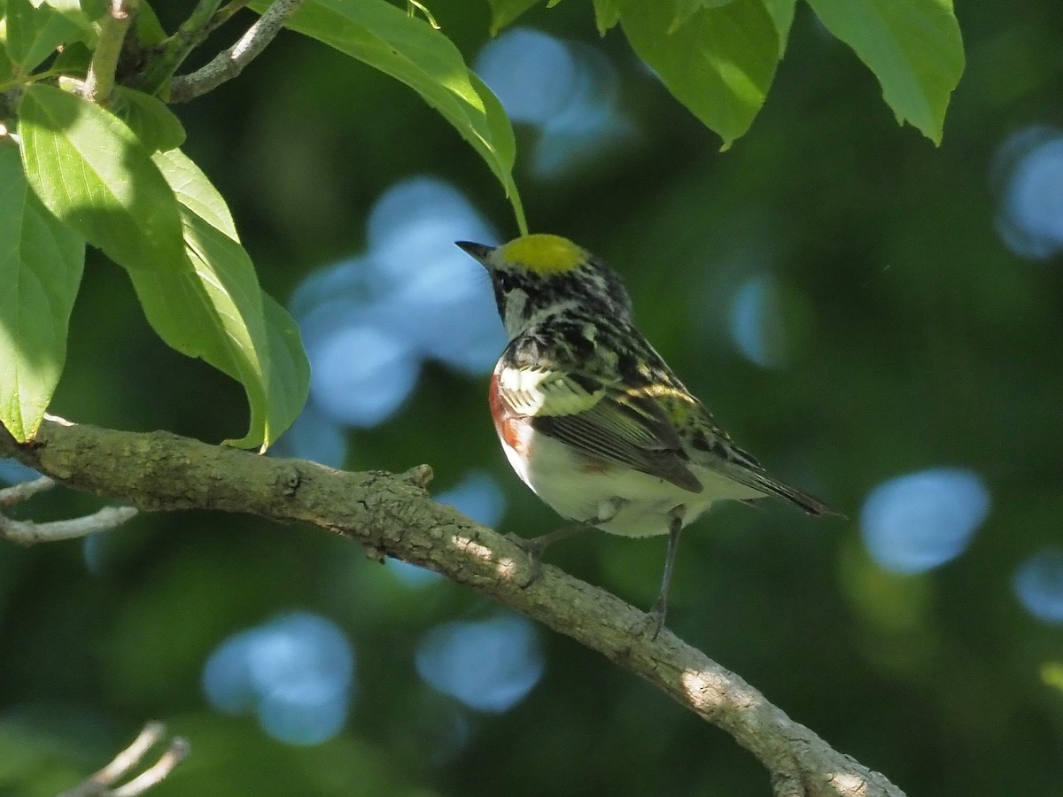 Bay-breasted Warbler - John LeClaire