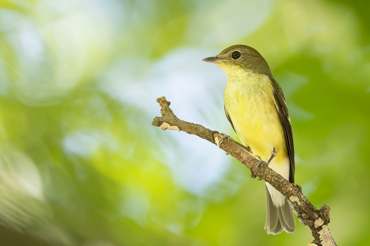 Yellow-rumped Flycatcher - Se Chea