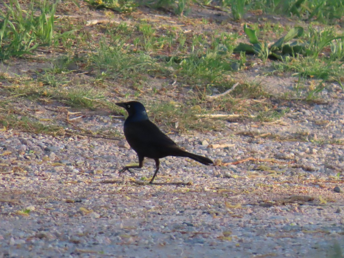 Common Grackle - Mark Gorges