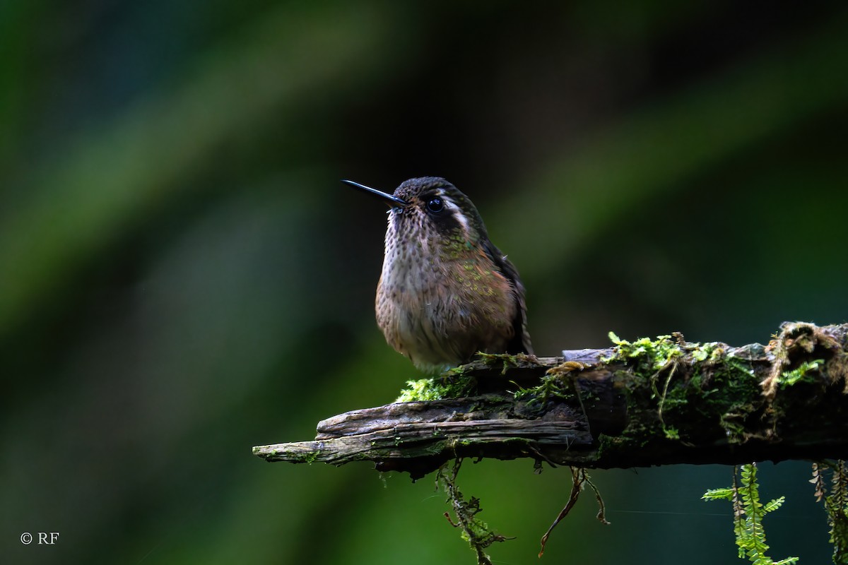 Speckled Hummingbird (melanogenys Group) - Roxie Fu