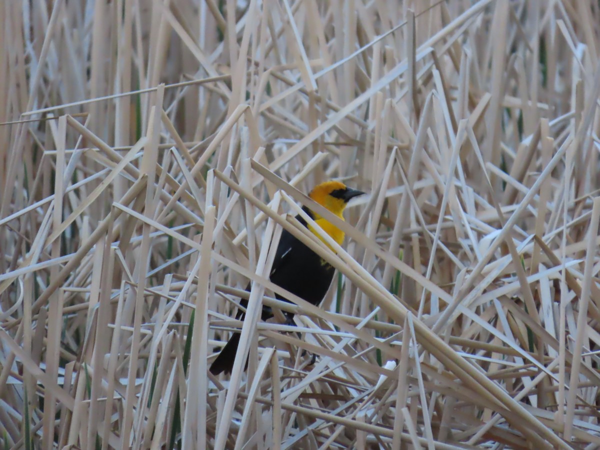 Yellow-headed Blackbird - Mark Gorges