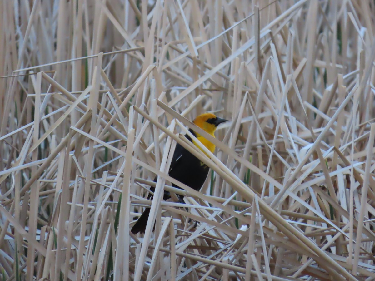 Yellow-headed Blackbird - ML619263531