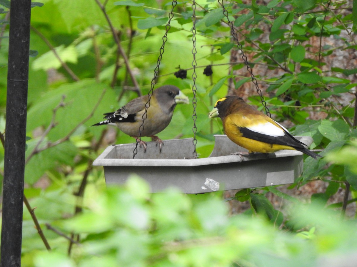 Evening Grosbeak - Jack VanDyk