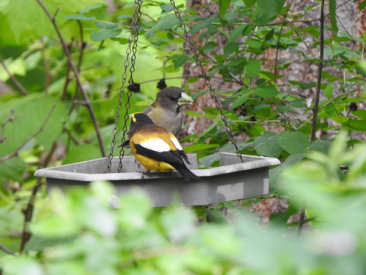 Evening Grosbeak - Jack VanDyk