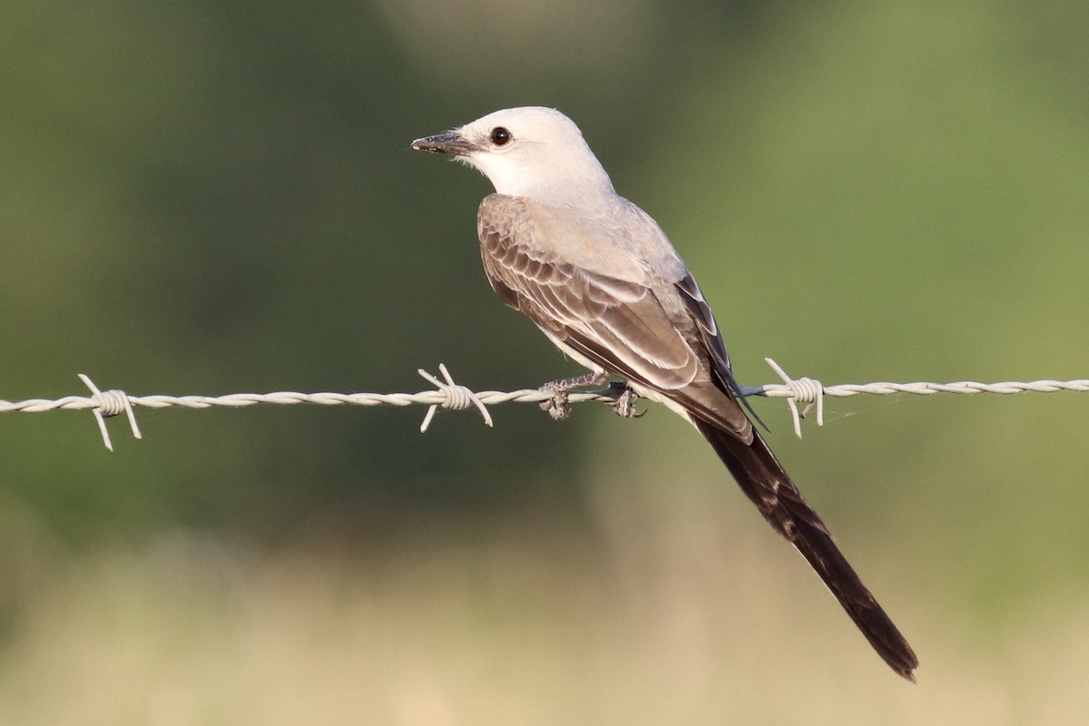 Scissor-tailed Flycatcher - Ronald Newhouse