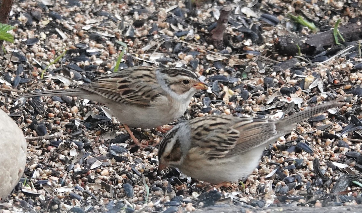 Clay-colored Sparrow - Diane Stinson