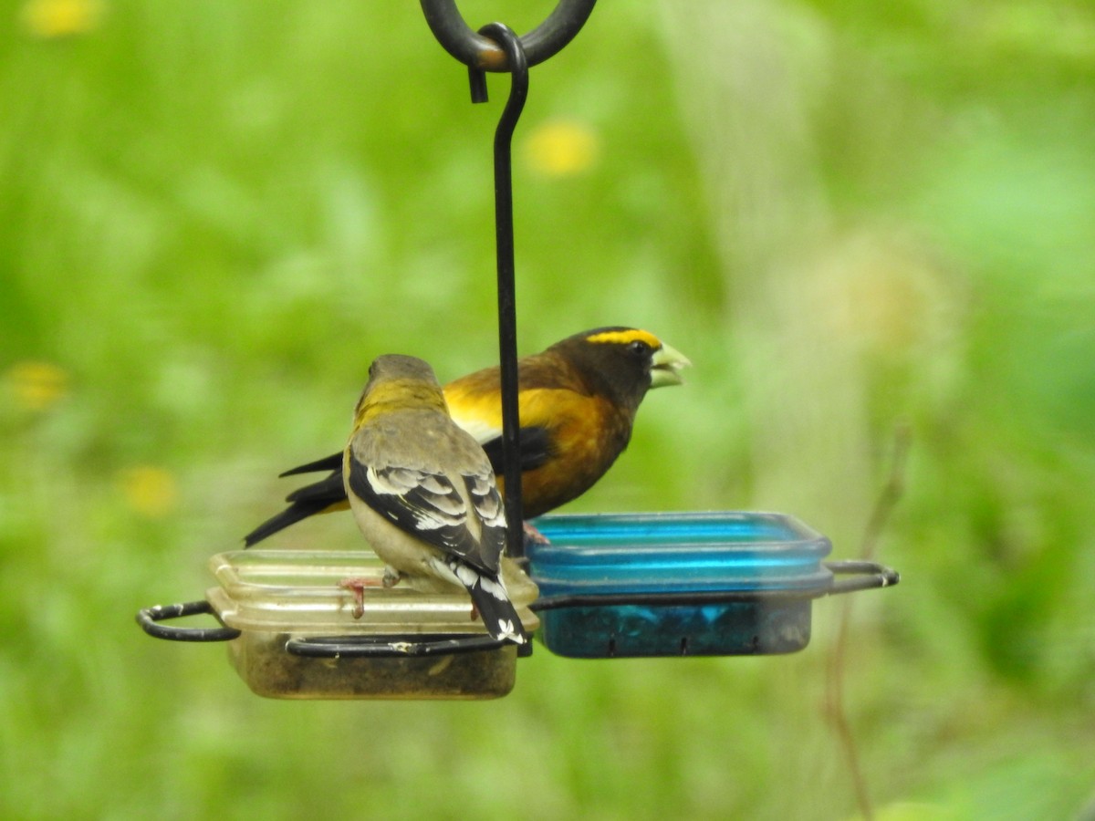 Evening Grosbeak - Jack VanDyk