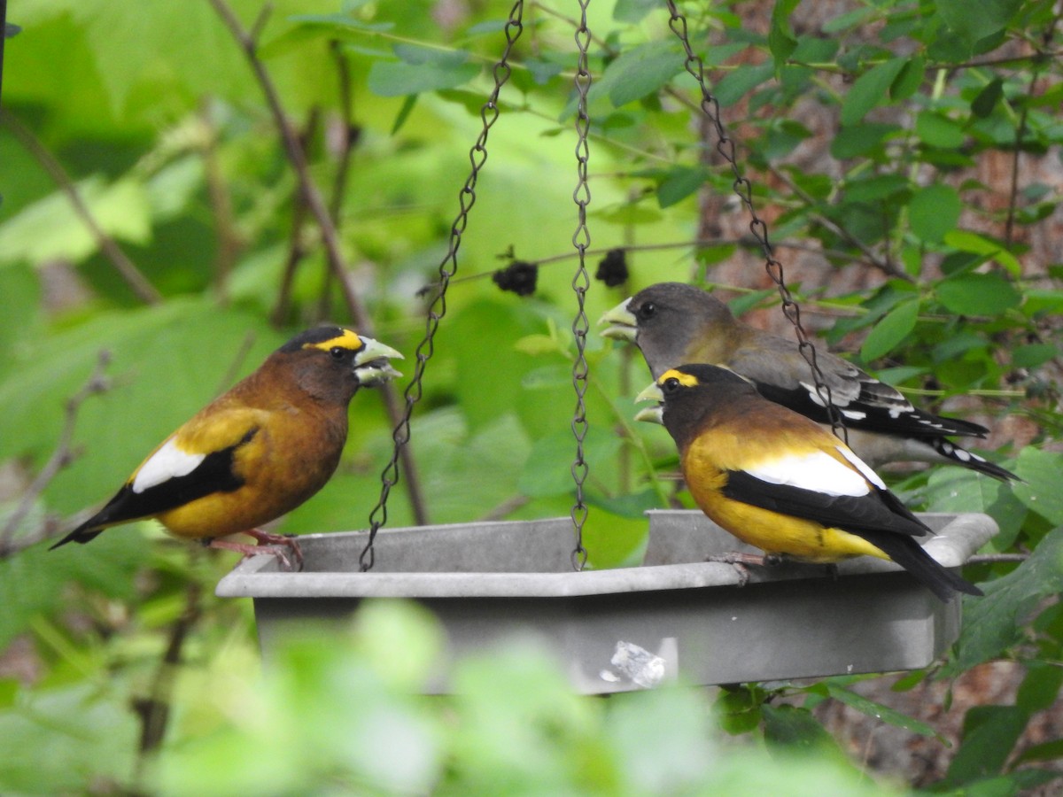 Evening Grosbeak - Jack VanDyk