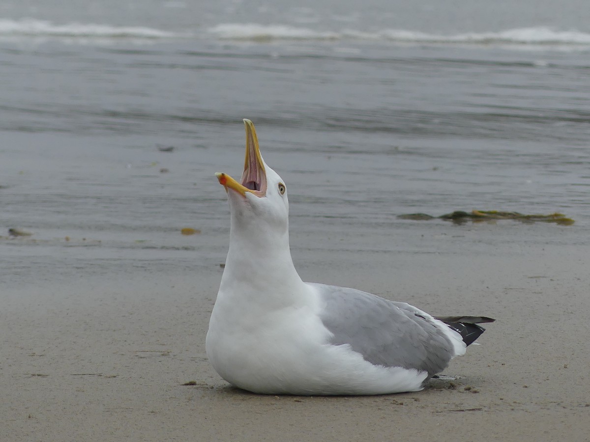 Gaviota Argéntea - ML619263570