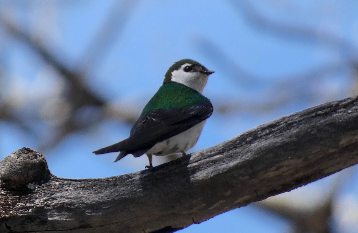 Violet-green Swallow - ML619263572