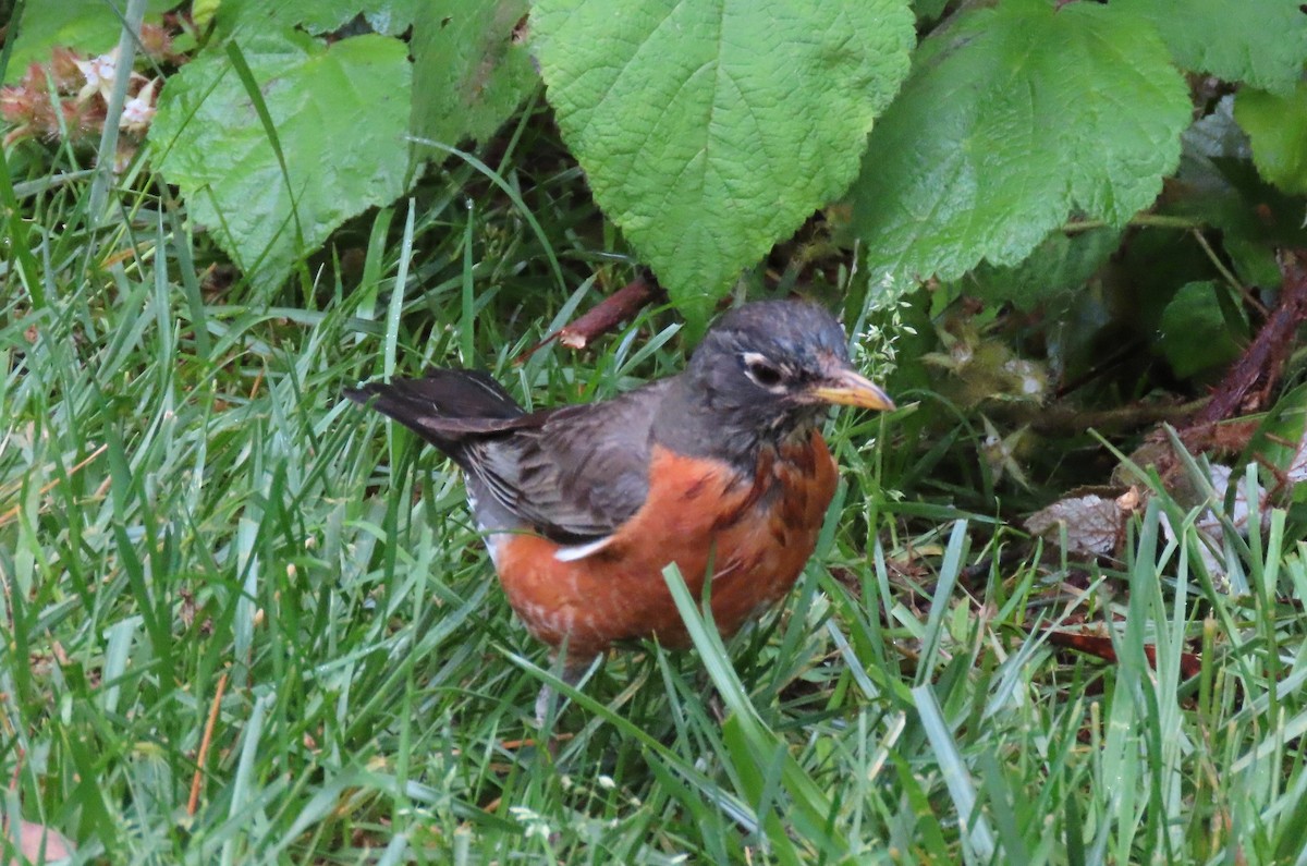 American Robin - Anne Mytych