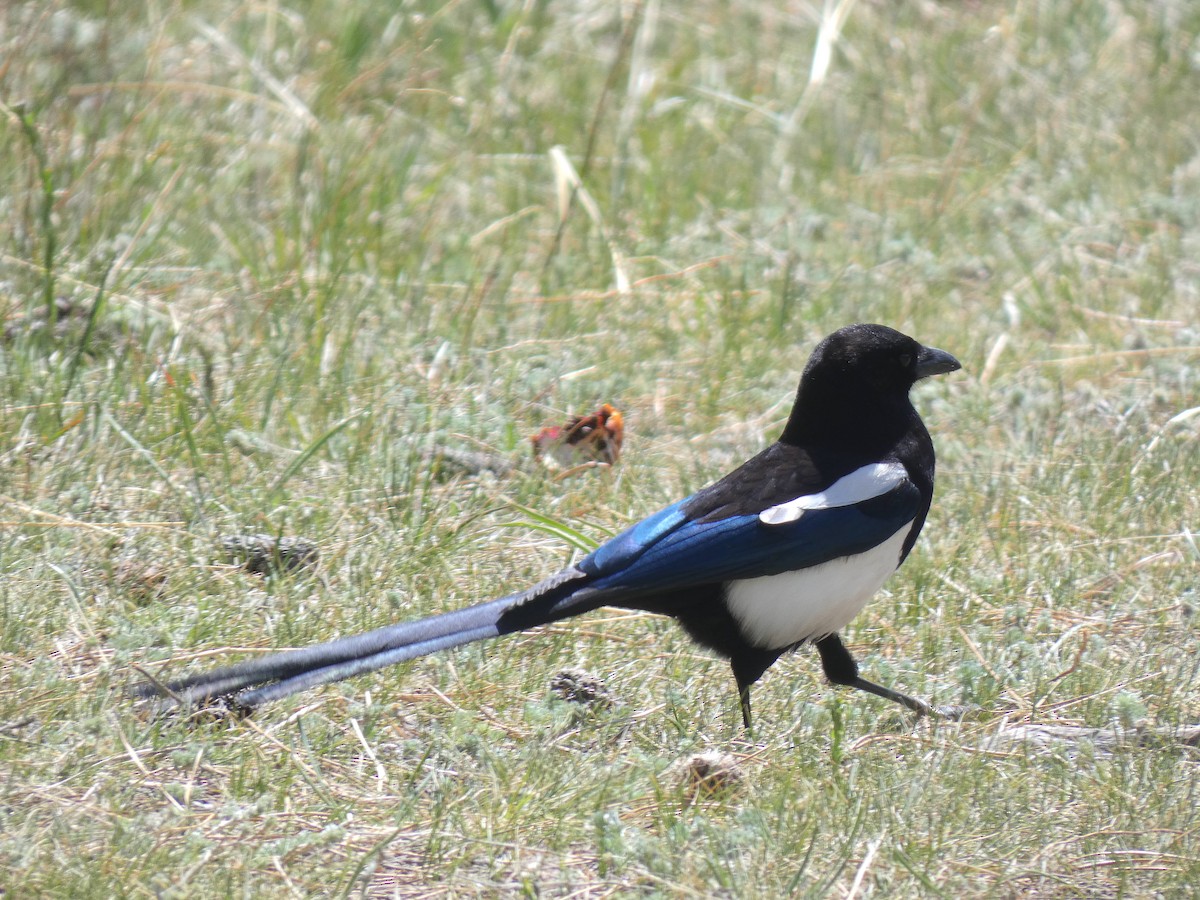 Black-billed Magpie - ML619263575