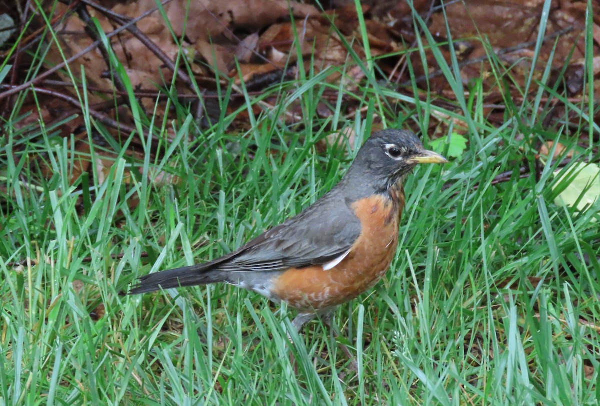 American Robin - Anne Mytych