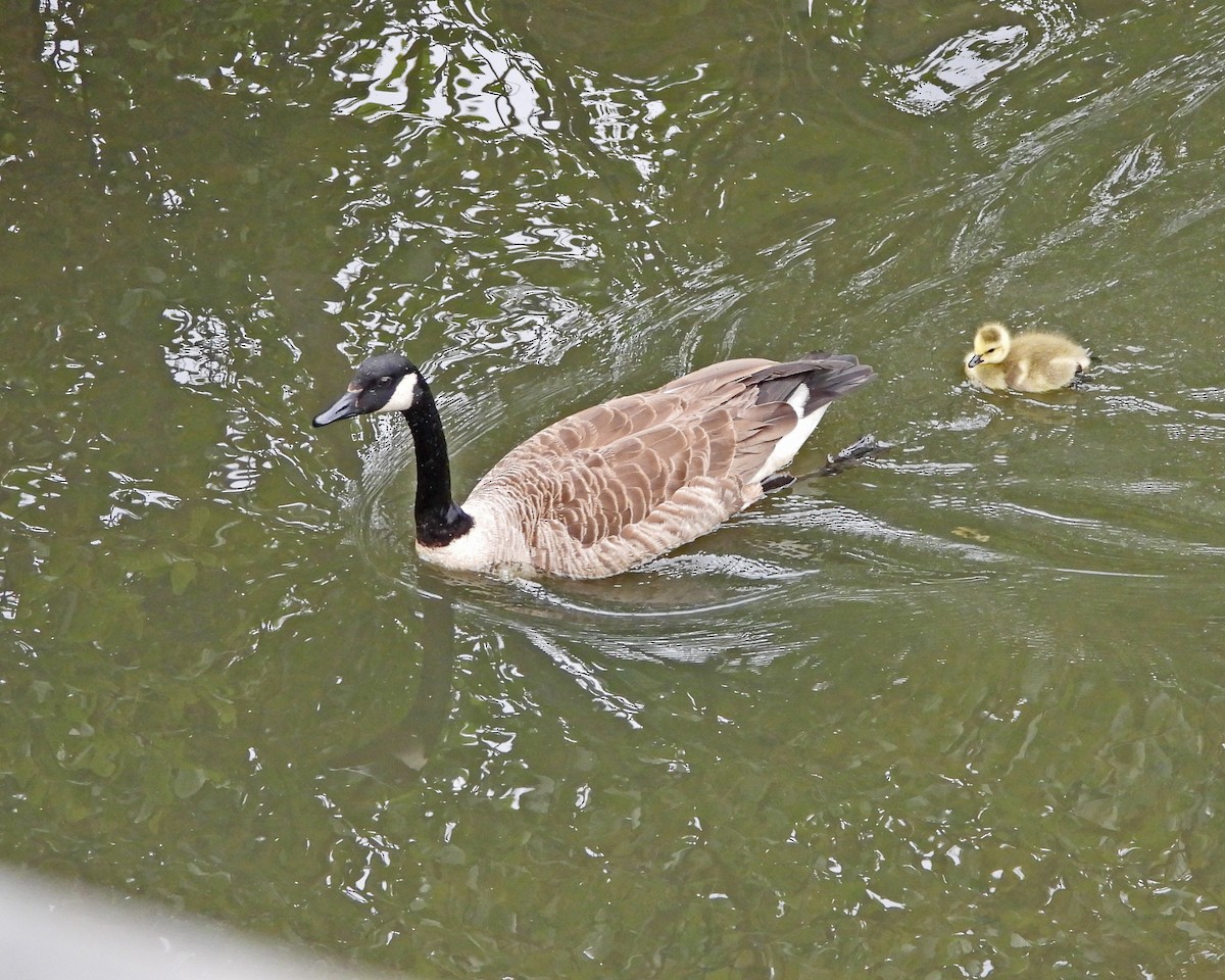 Canada Goose - Aubrey Merrill