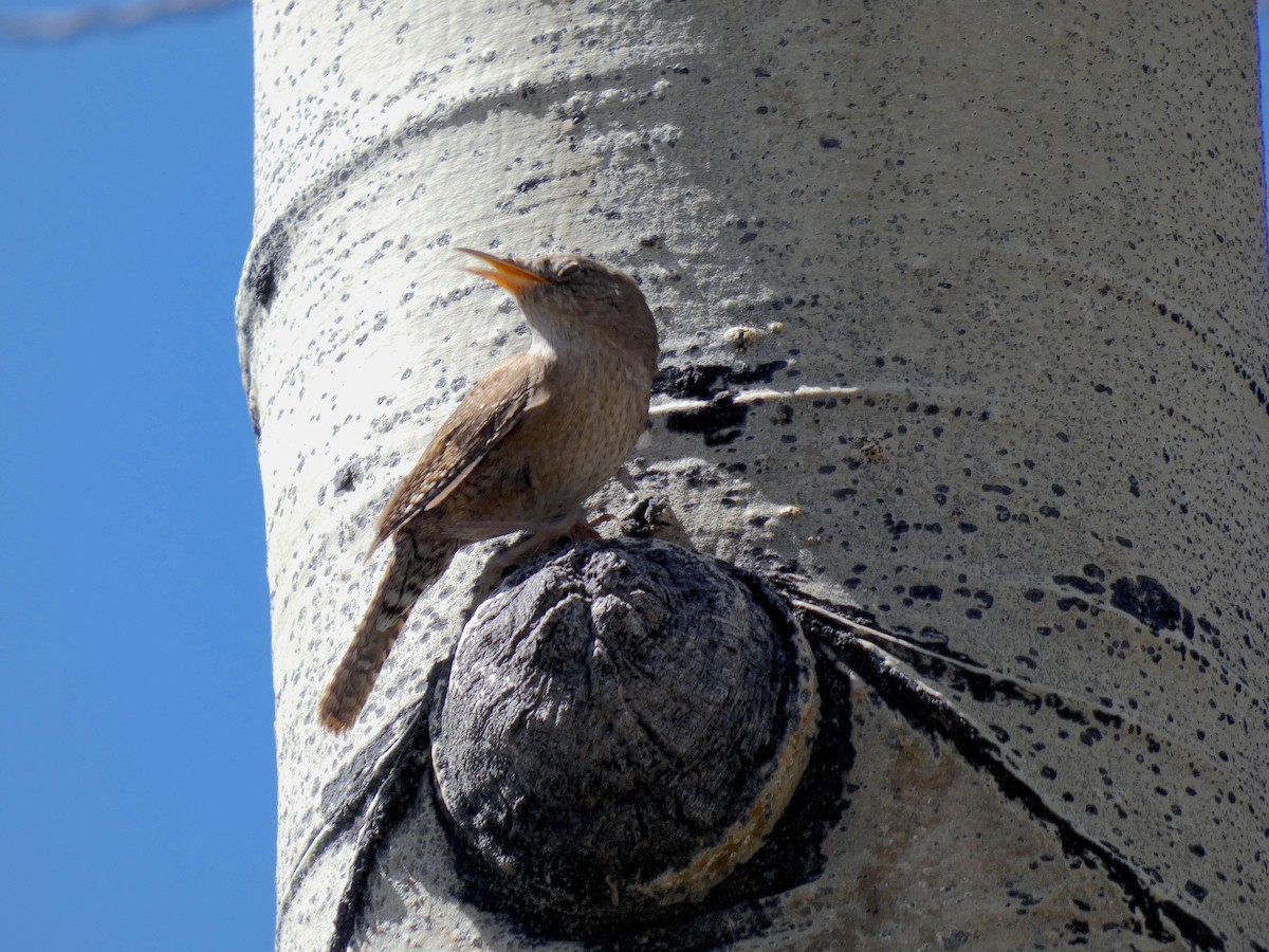 Northern House Wren - ML619263581