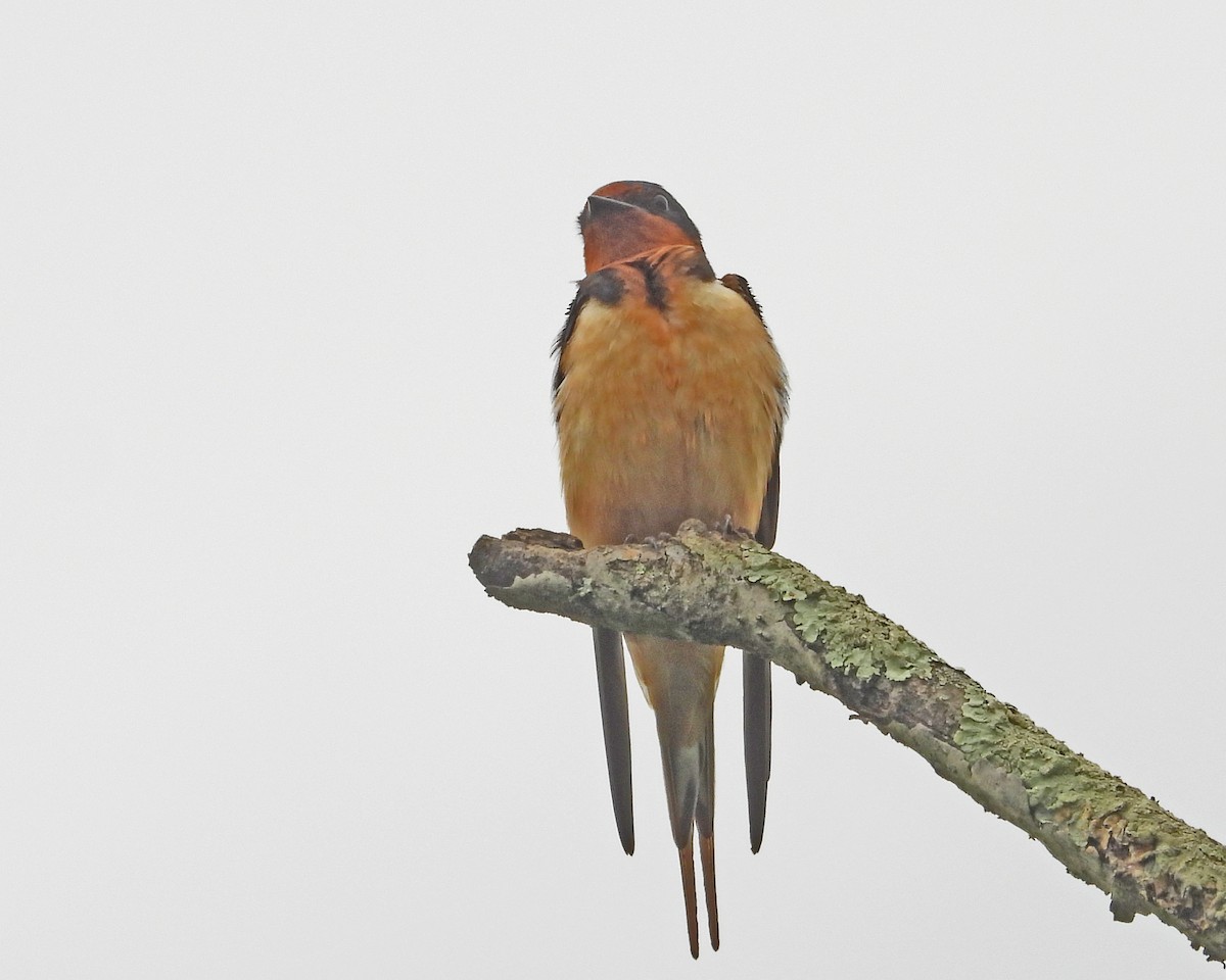 Barn Swallow - Aubrey Merrill