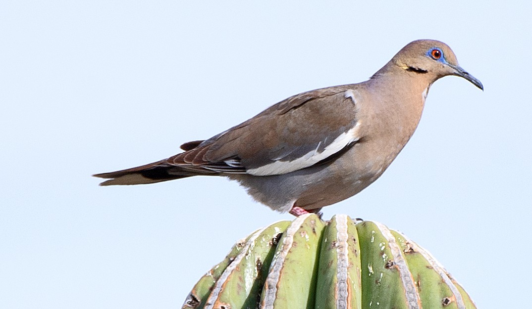 White-winged Dove - Kenneth Butler