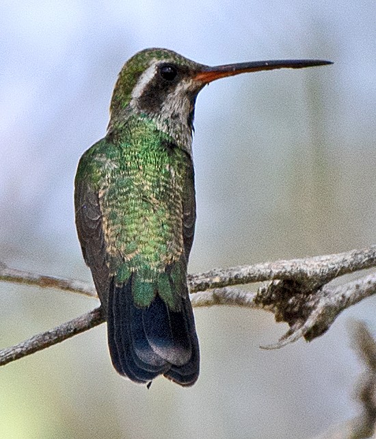 Broad-billed Hummingbird - Kenneth Butler