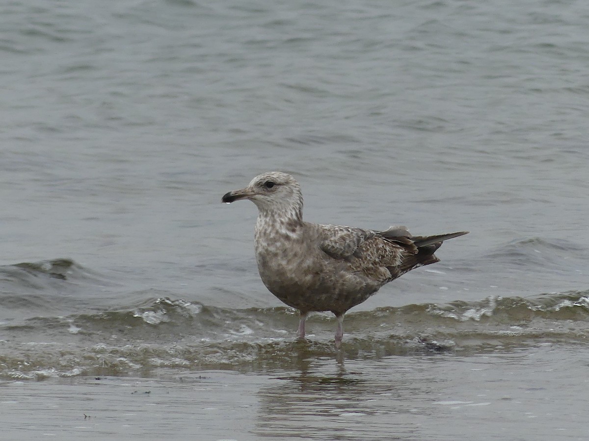 Gaviota Argéntea - ML619263595