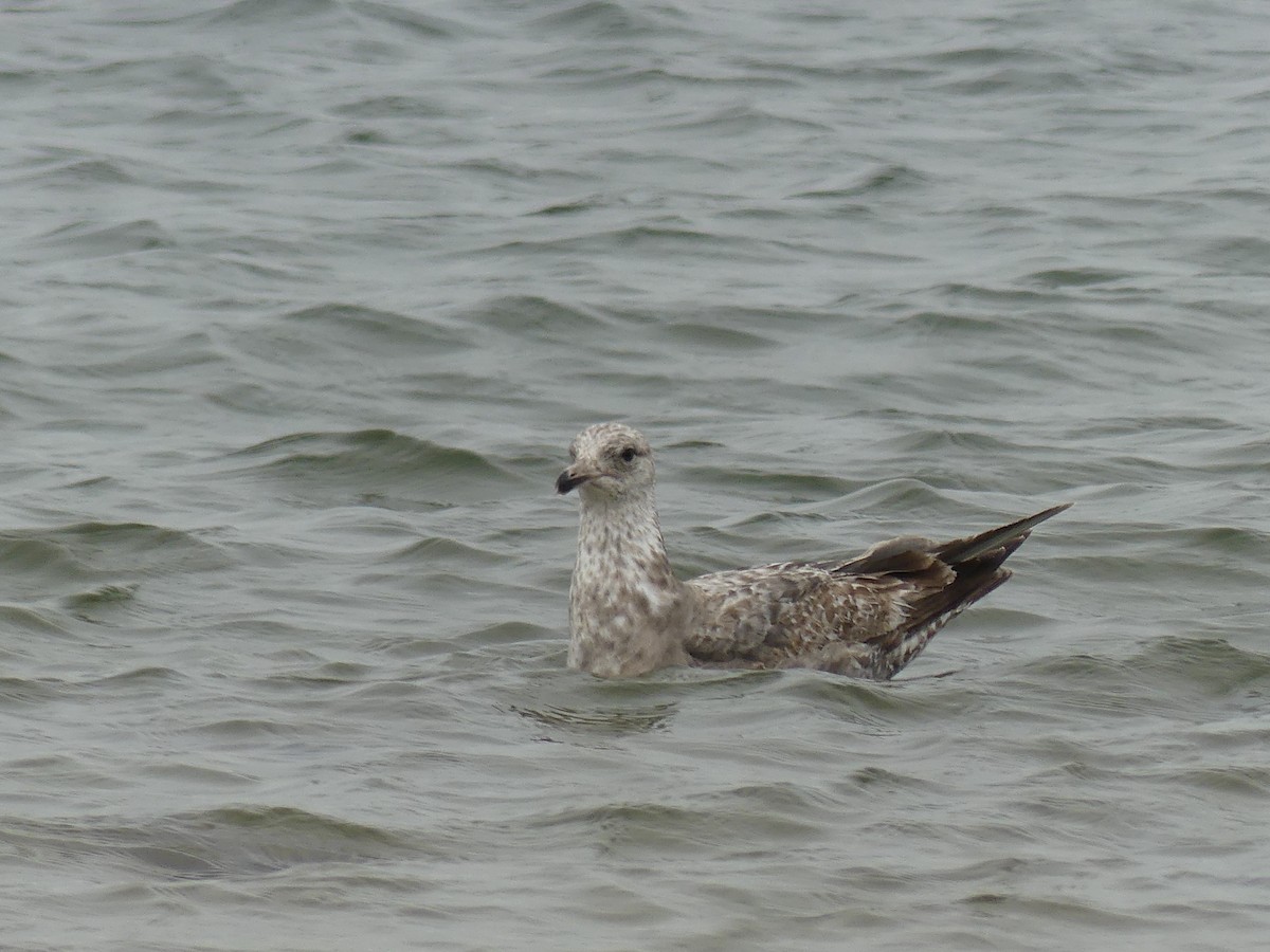 Herring Gull - ML619263596